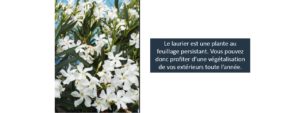 livraison plantes paris laurier