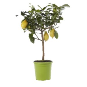 citronnier balcon