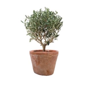 Terracotta Coriace