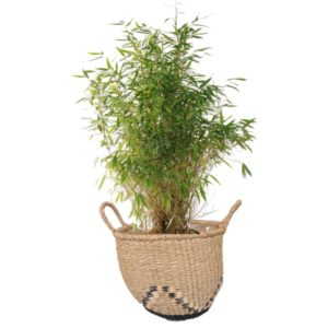livraison plantes paris bambou