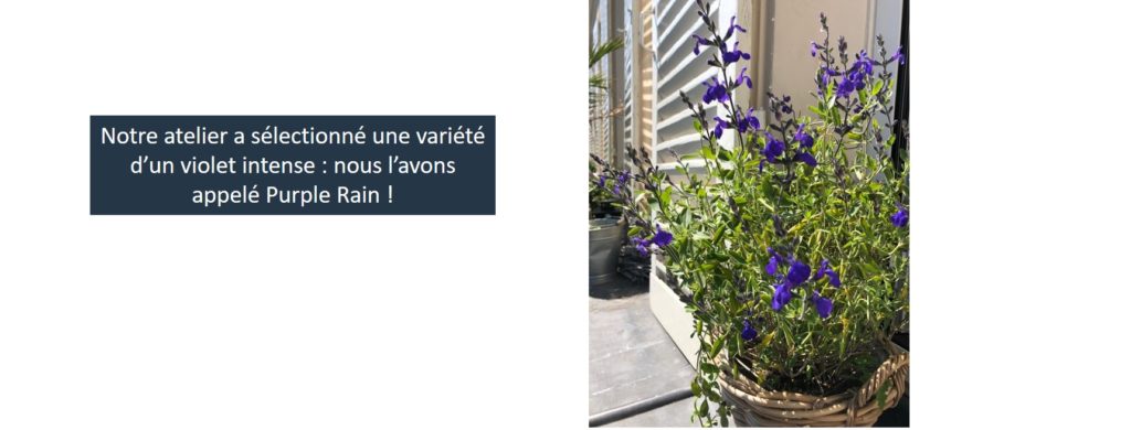 fleurs balcon