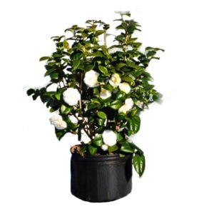camelia blanc