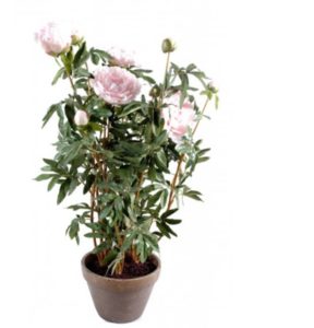 livraison plante paris camelia