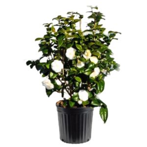 camelia blanc