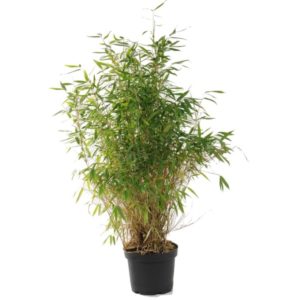 livraison plantes paris bambou