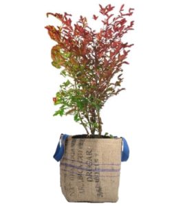 livraison plantes paris nandina