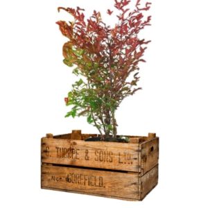 livraison plantes paris nandina domestica