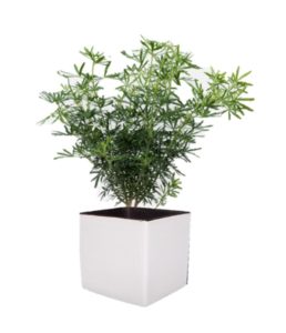 Choisya ternata en pot