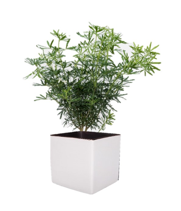 Choisya ternata en pot