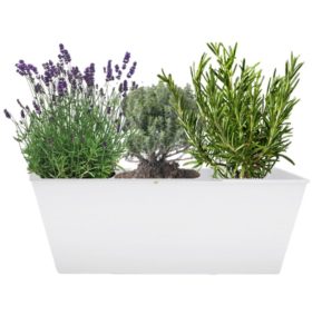 plante pour balconnière aromatque