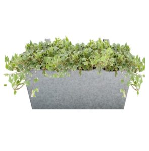 plante pour balconnière lierre