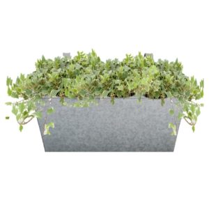 plante pour balconnière lierre