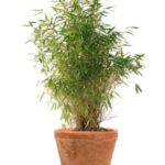 Bambou en pot t...