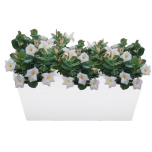 plante pour balconnière dipladenia