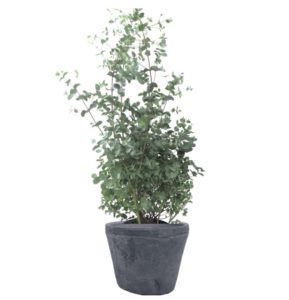 plante pour balcon eucalyptus