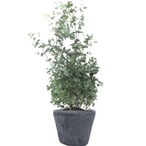 plante pour balcon eucalyptus
