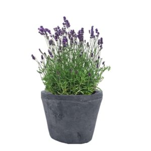 plante pour balcon lavande