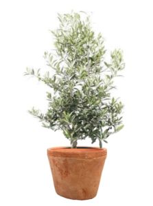 plante pour balcon olivier
