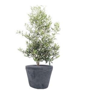 plante pour balcon olivier