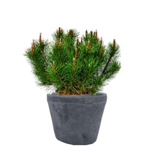 plante pour balcon pinus