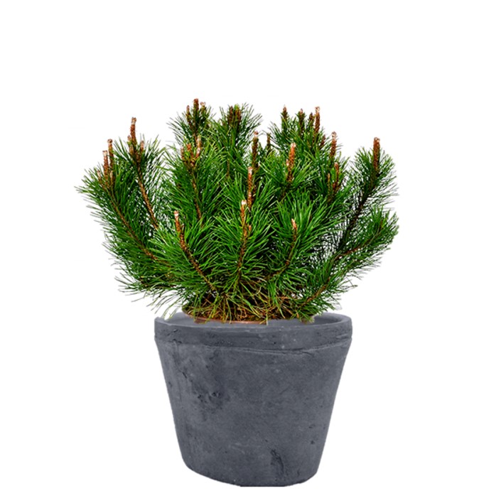 Pinus mugo en pot
