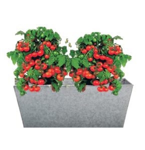 plante balconnière tomate