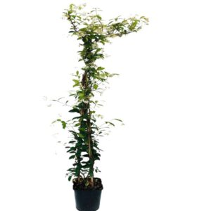 jasmin