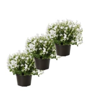 campanule blanche