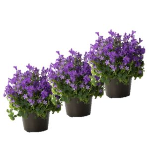 campanule violette