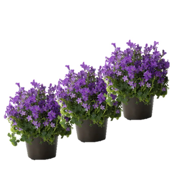 Plante pour balconnières: la campanule violette par Mon Balcon Parisien