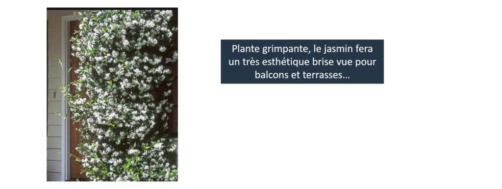 jasmin plante balcon