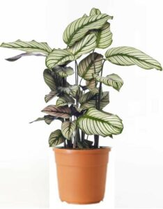 Calathea Majestica White Star