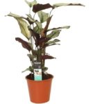 Calathea
