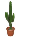Cactus en cabas