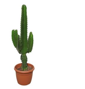 Cactus en cabas