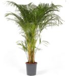 Areca Palm