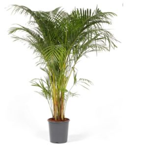 Areca Palm