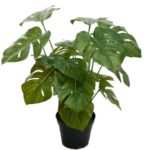 Philodendron