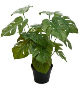 Philodendron