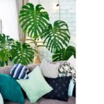 Philodendron