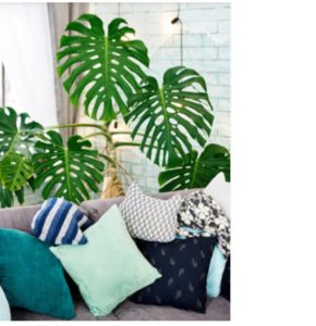 livraison plante intérieur