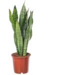 Sansevieria