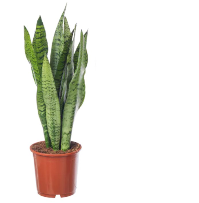 Sansevieria