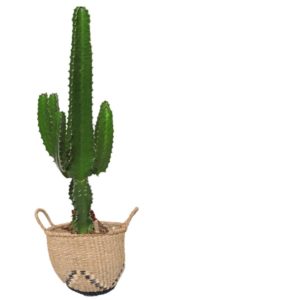 Cactus en cabas