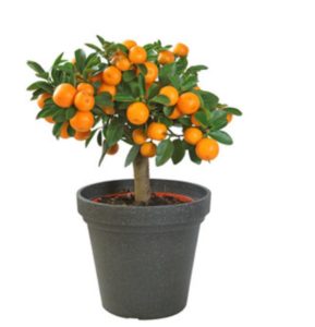 calamondin