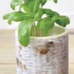 STUMP GARDEN- B...