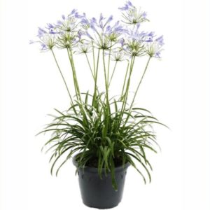 agapanthe