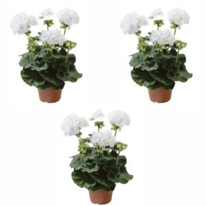 geranium