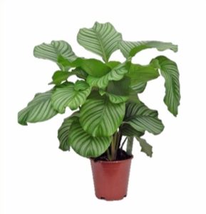 calathea orbifolia