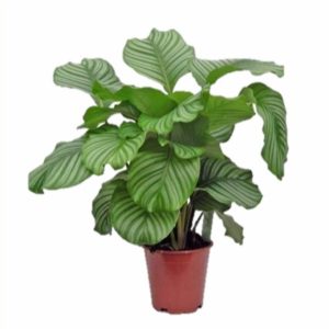 calathea orbifolia
